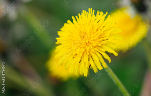Yellow dandelion in the park in nature.