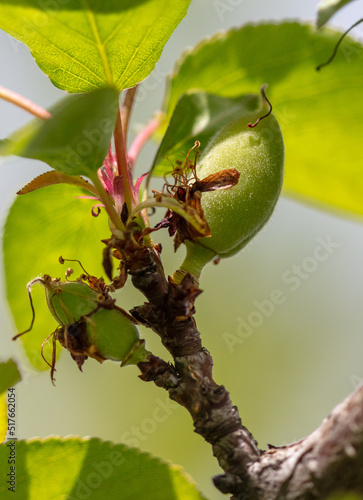 Small green apricot fruits in nature in spring.