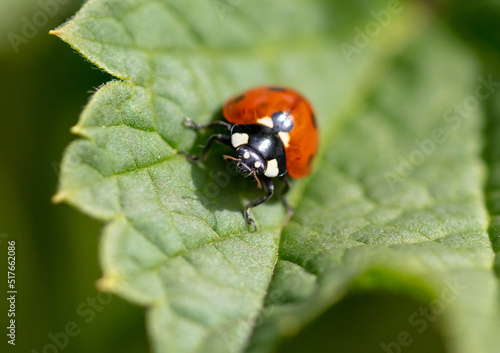 Ladybug on a green leaf in nature.