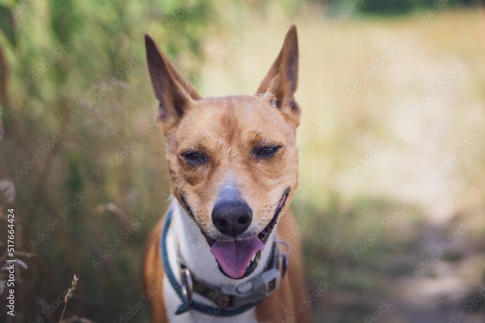 Fototapeta premium Portret basenji dog walking in the forest park on a hot day