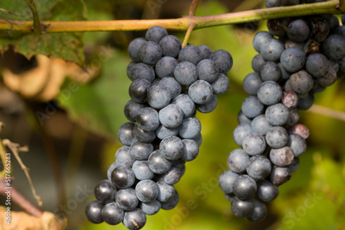Blue grapes. Autumn harvest of blue grapes