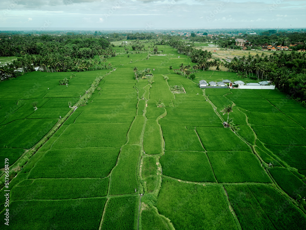 aerial high angle view of rice padi fields in indonesia
