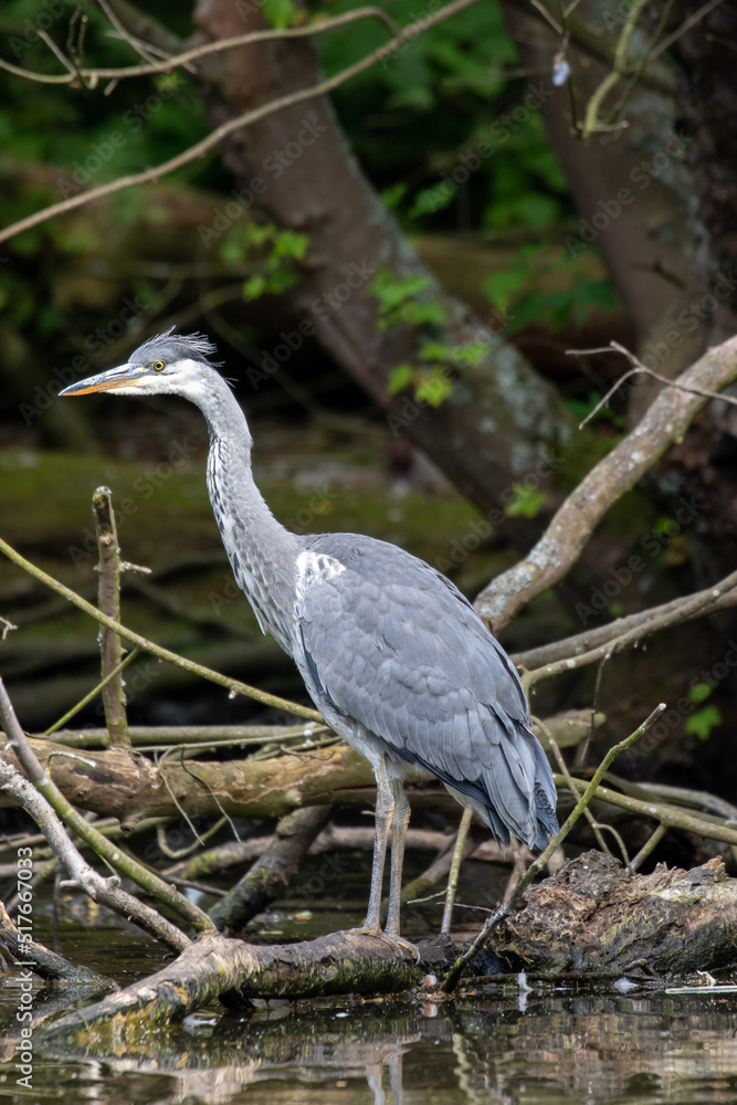 Grey Heron (Ardea cinerea), London, United Kingdom Grey Heron (Ardea cinerea), London, United Kingdom