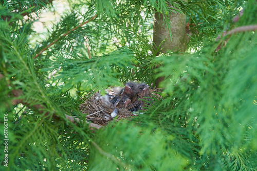 newborn chicks in the nest,hungry little birds and in a nest on a thuja tree