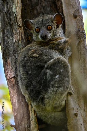 Milne edwards sportive lemur - Lepilemur edwardsi, Madagascar nature