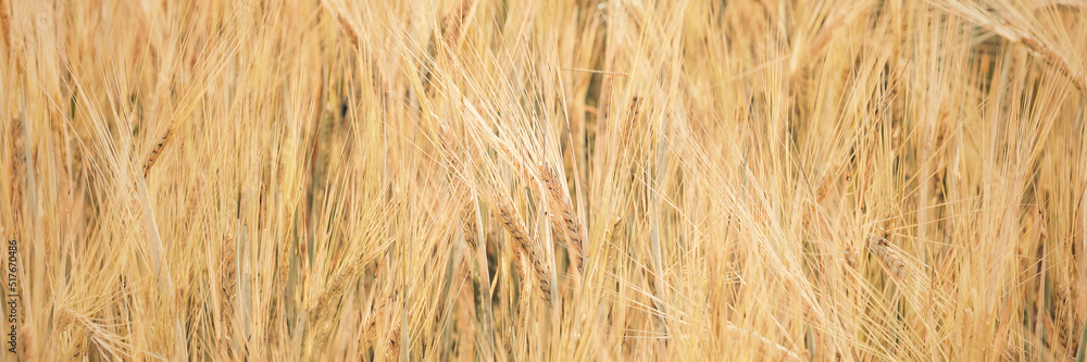 Banner for web site agricultural background field with ears of wheat Banner for web site agricultural background field with ears of wheat