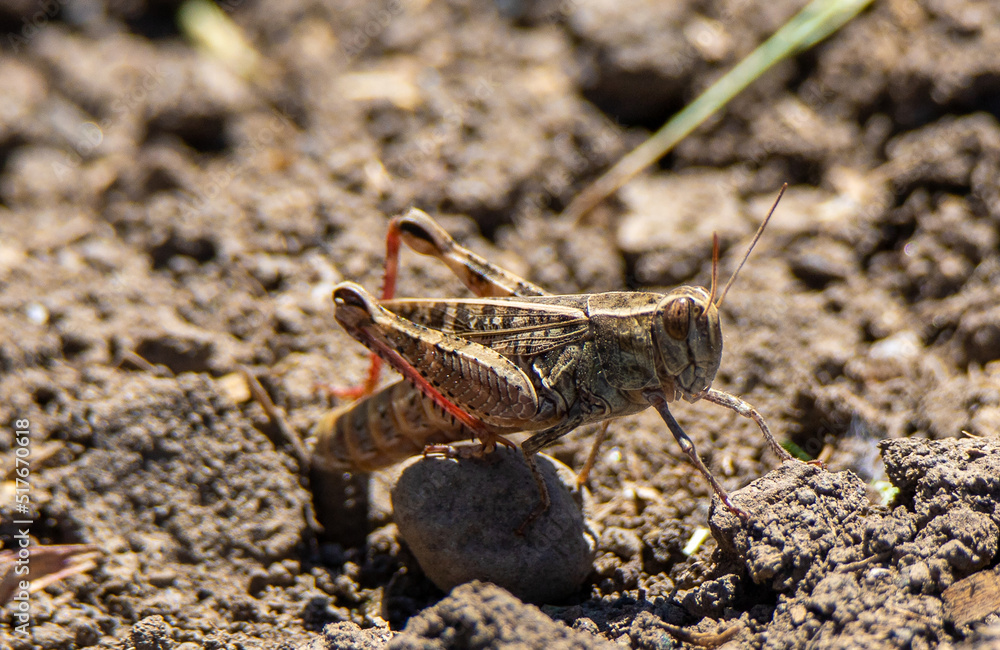a close-up of a grasshopper Romalea microptera on the ground a close-up of a grasshopper Romalea microptera on the ground