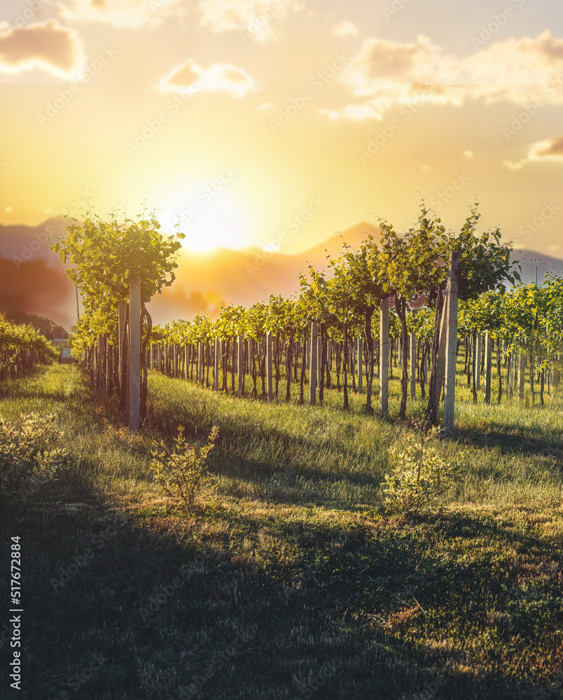 beautiful vineyard at sunset in summer.