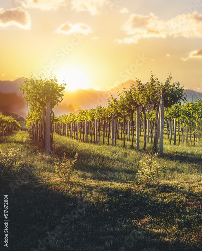 beautiful vineyard at sunset in summer.