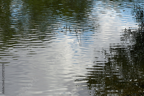 pflanzenstängel im wasser