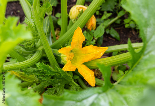 Flowering zucchini in the garden with raindrops in the summer
