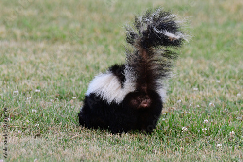 Funny scene of urban wildlife the wrong end of a skunk walking on a a grass lawn with tail standing up