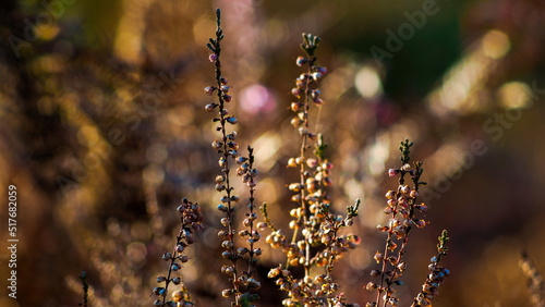Macro de fleurs de bruyère sauvages, dans la forêt des Landes de Gascogne