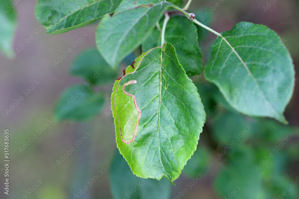 Apple pigmy (Stigmella malella). Damage to an apple leaf in the form of a mine inside which a moth caterpillar feeds. Apple pigmy (Stigmella malella). Damage to an apple leaf in the form of a mine inside which a moth caterpillar feeds.