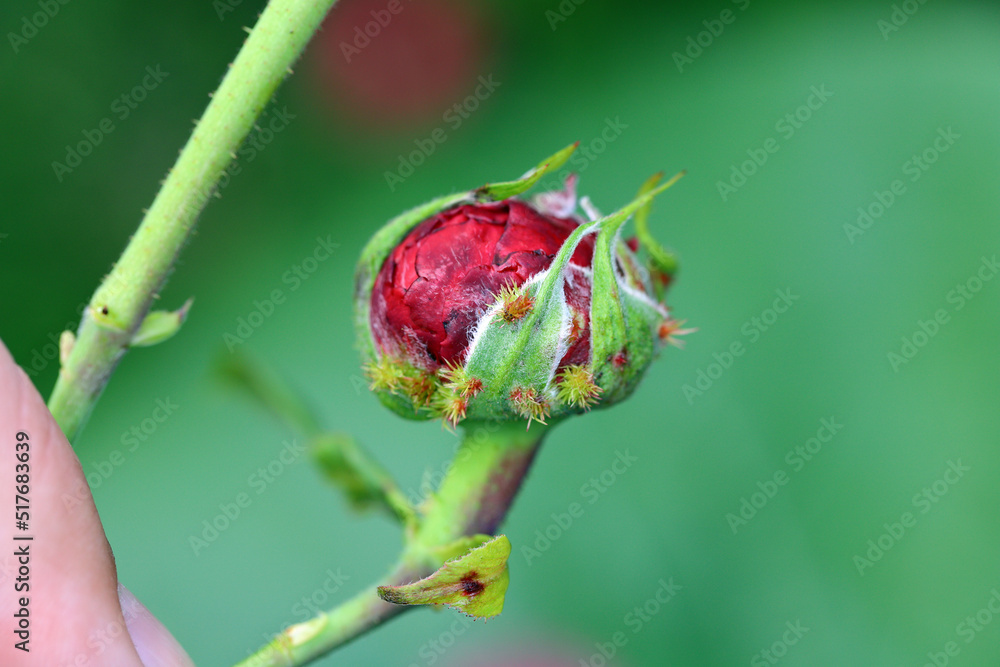 Pin Cushion Gall caused by Gall wasp (Diplolepis rosae) on an ornamental rose in the garden. Pin Cushion Gall caused by Gall wasp (Diplolepis rosae) on an ornamental rose in the garden.