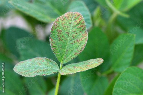 Fotografía Brown spot (Septoria leaf spot) pustules on the surface of a soybean leaf
