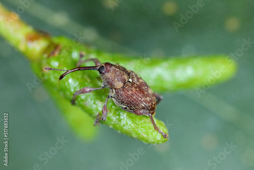 Wallpaper Mural Curculio rubidus, Weevil from family Curculionide. Torontodigital.ca