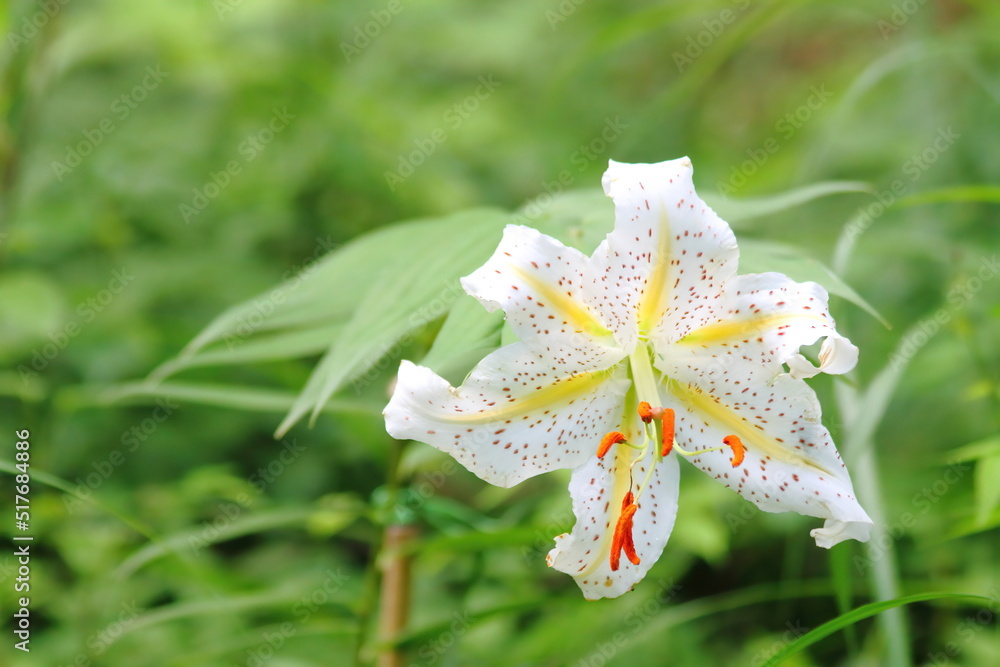 Beautiful Golden-rayed lily in a garden. Beautiful Golden-rayed lily in a garden.