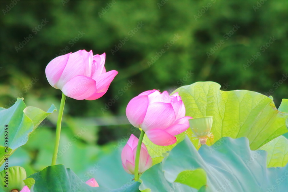 Beautiful pink waterlily or lotus flower in pond.