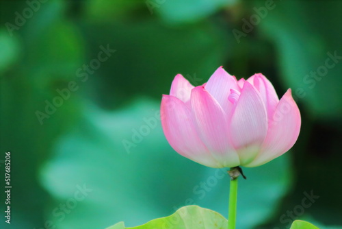 Beautiful pink waterlily or lotus flower in pond.