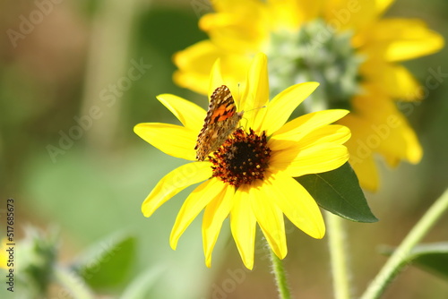 Close up Sunflowers and butterfly with Sunflowers background