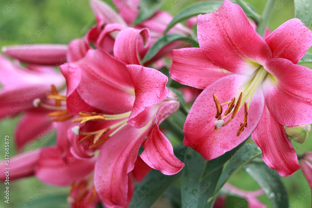 Bunch of fragrant Stargazer pink Asiatic Lily flower in bloom. Close up of pink Stargazer Lilies and green foliage. Lily flowers greeting card background
 . Mothers day. Lilium flower in garden. 