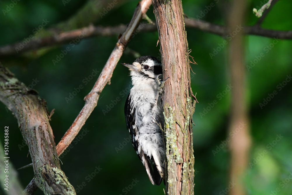 Female Downey Woodpecker bird sits perched on the side of a tree in the forest Female Downey Woodpecker bird sits perched on the side of a tree in the forest