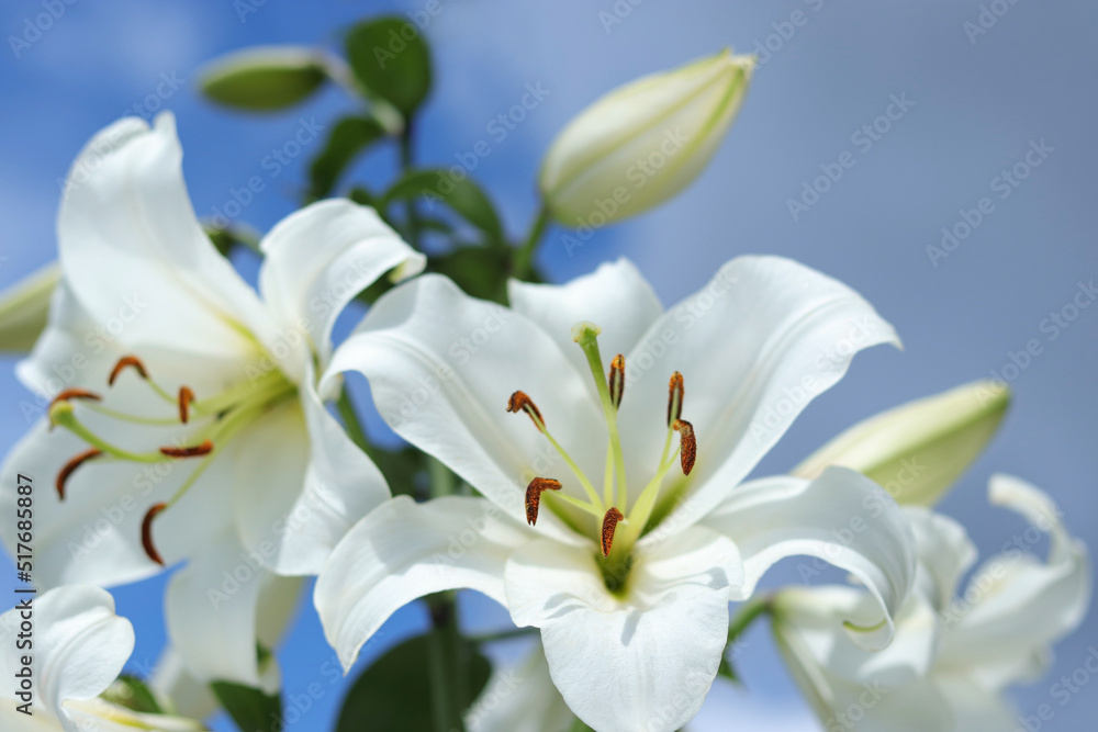 White Madonna Lily. Lilium Candidum flower on blue background. Easter Lily flowers greeting card with copy space. Valentines day. Mothers day. Liliaceae. White Lilium Longiflorum with dewdrops White Madonna Lily. Lilium Candidum flower on blue background. Easter Lily flowers greeting card with copy space. Valentines day. Mothers day. Liliaceae. White Lilium Longiflorum with dewdrops