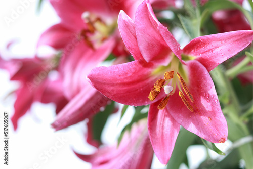 Bunch of fragrant Stargazer pink Asiatic Lily flower in bloom. Close up of pink Stargazer Lilies and green foliage. Lily flowers greeting card background with copy space.  Valentines day. Mothers day