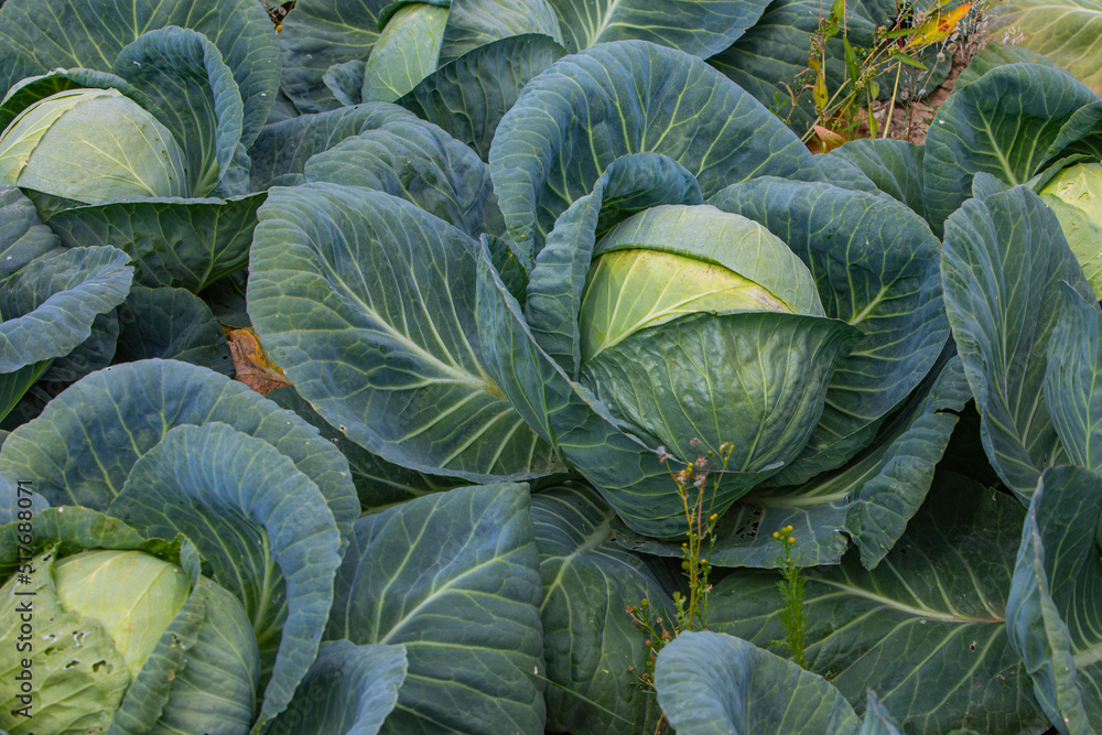 Obraz premium tall round cabbage grows