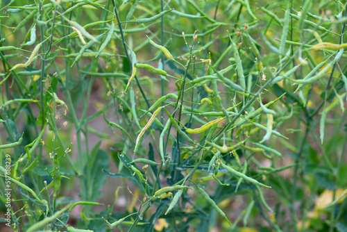 Bladder pod midge Dasineura brassicae damage to oilseed rape pods. photo