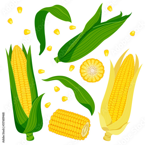 Set of ripe yellow corn with green and yellow leaves, slices and individual grains. Vector illustration in flat style isolated on white background.