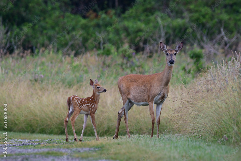 Cute scene of a White tailed deer doe with a fawn in a summer meadow