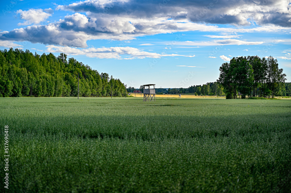 agriculture field with hunting tower in the middle agriculture field with hunting tower in the middle