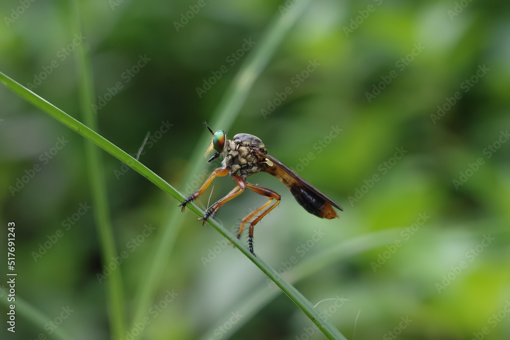 dragonfly on a leaf dragonfly on a leaf