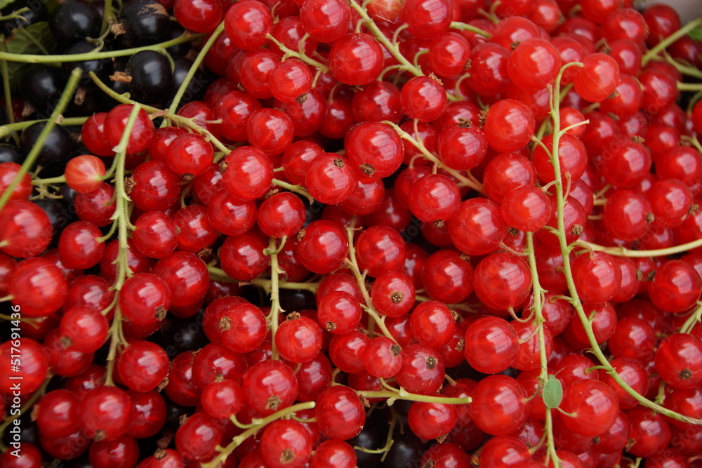 Johannisbeeren rot und schwarz makro Johannisbeeren rot und schwarz makro