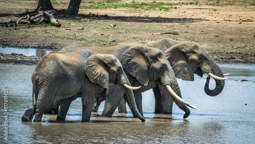 Canvas Print Elephants crossing water point at Krüger Park SA