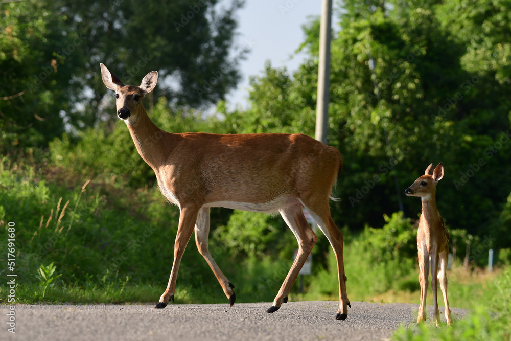 Country scene of a white tailed deer and a fawn walking across the road Country scene of a white tailed deer and a fawn walking across the road