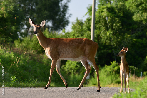 Fototapeta Naklejka Na Ścianę i Meble -  Country scene of a white tailed deer and a fawn walking across the road 