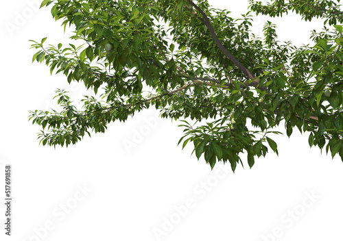 Foreground Twigs with fruits on a white background.