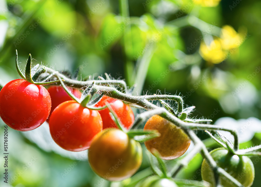 Cherry tomato production in green house