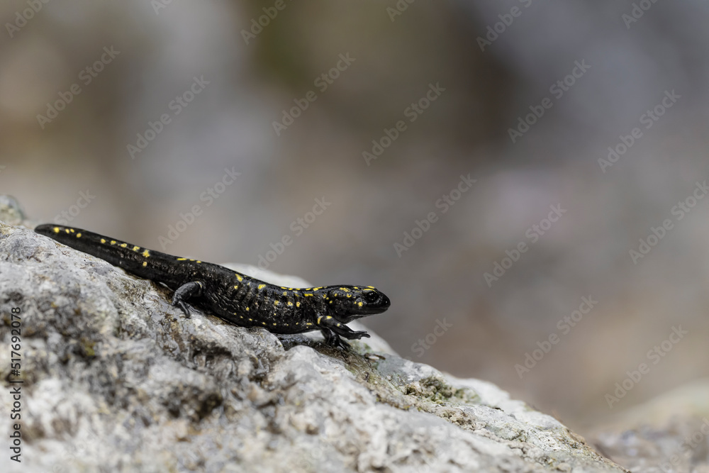Walking on the rock, fine art portrait of fire salamander (Salamandra salamandra) Walking on the rock, fine art portrait of fire salamander (Salamandra salamandra)