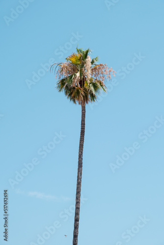 Single palm tree on a blue sky