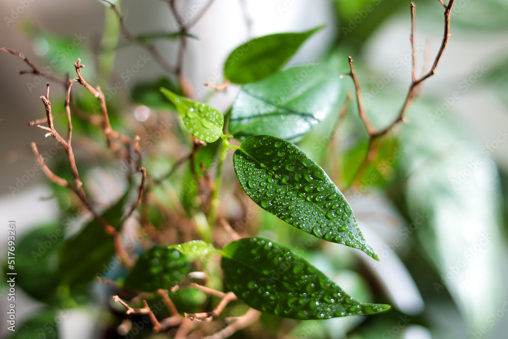 Drops of water on a home plant ficus. beautiful home tree Drops of water on a home plant ficus. beautiful home tree