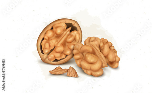 Half Walnut with walnut kernel vector illustration isolated on white background