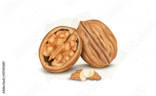 Peeled walnut vector illustration with walnut kernel