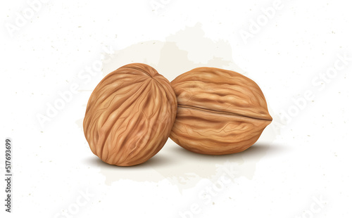 Set of Two Brown walnut vector illustration isolated on white background