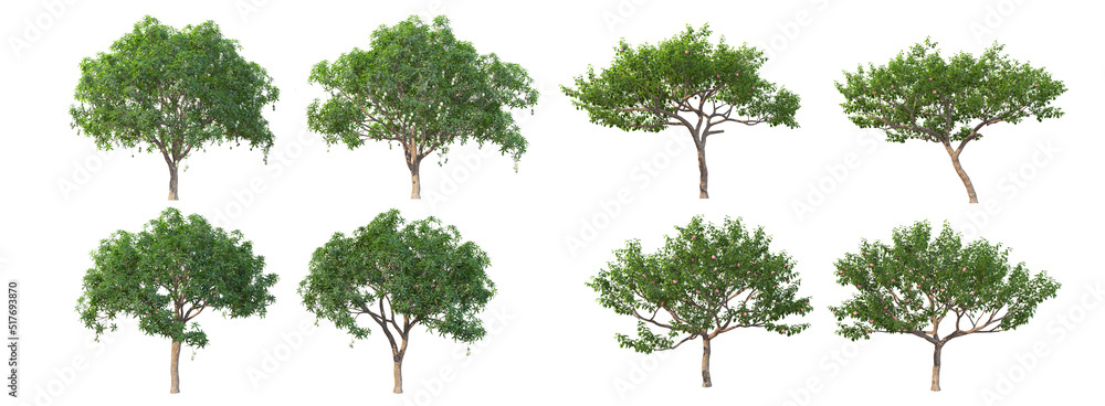 Fototapeta premium A tree with fruit on a white background.