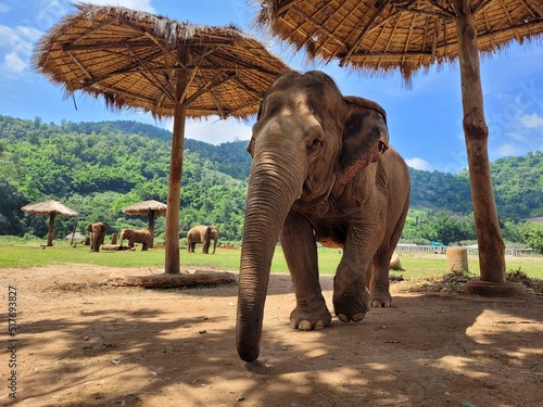 elephant in sanctuary photo