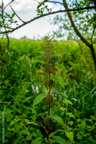 Close up of Common Nettle aka Stinging Nettle or Nettle Leaf (Urtica dioica) 